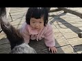 김장배추와 일곱째 늦둥이 김장 배추