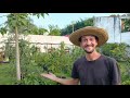 VEJA COMO É PRODUTIVO O CULTIVO EM VASOS.