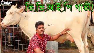 গাভীর বাজারের গুমর ফাঁস করে দিলেন ফেরদৌস ভাই।মাত্র ১৭০ হাজার থেকে হাইকোয়ালিটির গাভী।Krishi TV