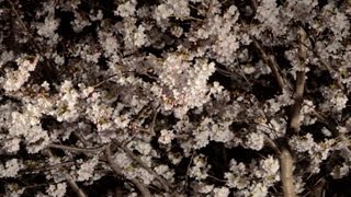 王子動物園「夜桜通り抜け」