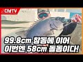 99.8cm 참돔 주인공 이번엔 58cm 돌돔입니다