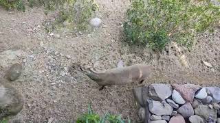 Surinsar Mansar Wildlife Sanctuary: Amazing Dance of Peacock \u0026 Many Wild Animals