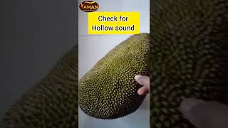 How to check fully Ripe Jackfruit #vamandryfruits