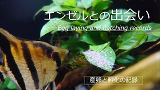 【アクアリウム】感動！エンゼルフィッシュの産卵～孵化の記録/Recording angelfish spawning and hatching.