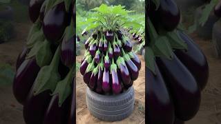 Easy To Harvest Eggplant With Unique Planting Skills! #shorts #satisfying #farming