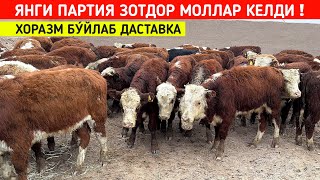 ЯНГИ ПАРТИЯ ЗОТДОР 🦬 🦬 🦬 МОЛЛАР КЕЛДИ БОГОТ ОРТИК ОТАЖОНОВ МАХАЛЛАСИ !!! ХОРАЗМ БОЗОР