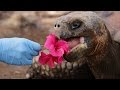 Galápagos Tortoises