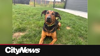 More than 200 dogs at the OSPCA looking for homes