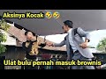 Ulat Bulu vs Rahman Batubara Bikin Ngakak 🤣😂 SIKDUM INDIA