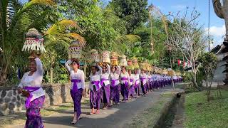 Mepeed // Serangkaian upacara piodalan di Pura Desa \u0026 Puseh Br. Ambengan, Desa Ayunan,Abiansenal🙏🏻