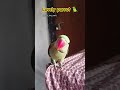 #talkingparrot #funny 🦜🦜🦜🦜🦜