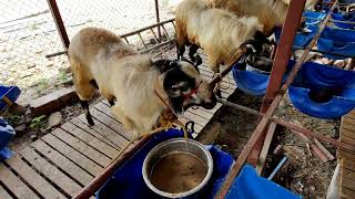 Nellore Jodipi Big sheeps for sale (full video out soon) [part 1\u0026 part 2] #nellore #bakrid #sheep