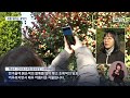 내일 입춘‥ 천리포수목원은 벌써 봄 2025.02.02 뉴스데스크 대전mbc