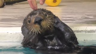 【鳥羽水族館】ラッコのお食事タイム_20171229【メイとロイズ】