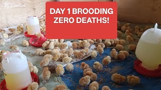 Day 1 of Brooding: How to Raise Baby Chicks With Zero Deaths