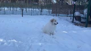 【ルンルンの裏庭】無邪気に雪の中を駆け回るアラン