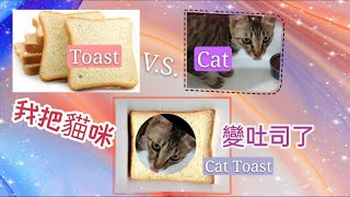 我把貓咪變吐司了 | Oh my god.Cat Toast. | 生活茱Julia aboard baking life |Vlog4My daily life with my kitten