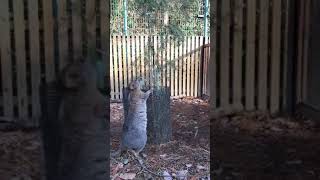 【Quokka】のびーーる！立ち上がって枝葉をつかむクオッカ【SCZOOの一コマ】