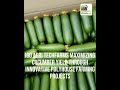 IGO Agri Techfarms Polyhouse Cucumber Farming Projects ...