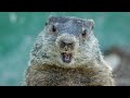 aha nature moments groundhog