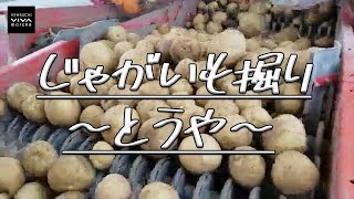 【VIVAマルシェの畑窓から】じゃがいも掘り『とうや』　〜2021/9/8〜