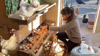 I won’t get tired of repeating what I feed the chickens. I'm clearing out the greenhouses.