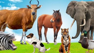 Tiger, Lion, horse, buffalo, elephant, dog, mouse, monkey,Horse, Learning Animals Names and Sounds