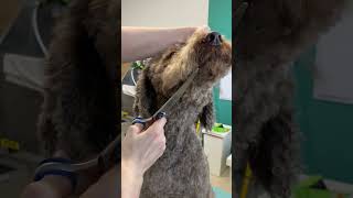 Curly Lagotto Grooming  #doggrooming  #shorts