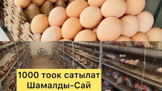 1000 тоок сатылат.Шамалды-Сай#жалалабад #ош #алабука #кербен #аксы #сузак #ноокен  #аксы #токтогул