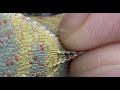 Dehydration skin test in Chameleons   by Petr Necas