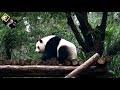 20181020 圓仔換個姿勢又秒倒 the giant panda yuan zai