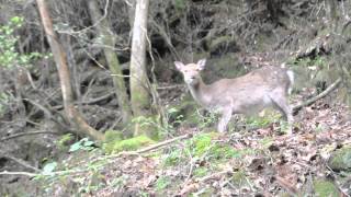 屋久島、シカと遭遇2014.04.24