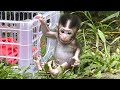 Starla is a chubby baby monkey who rules and wants to explore