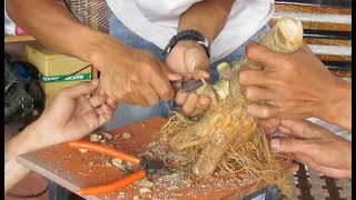 how to create a bonsai tree ,Antidesma acidum tree