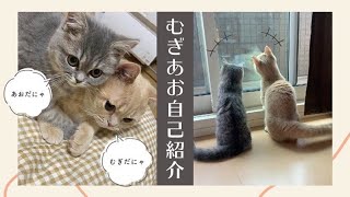 今更！？むぎあお自己紹介