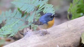 snowy-browed flycatcher (Ficedula hyperythra)