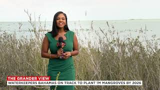 The Grander View: "Waterkeepers Bahamas On Track To Plant 1M Mangroves By 2026"
