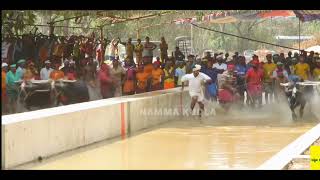 Bangady Kolli Kambala 2024 - Balluda Malla - 2nd Semi Final