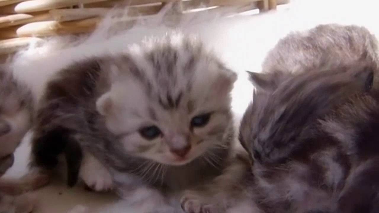 The Secret Life Of Kittens S01e01 Hd Youtube