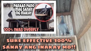 TIPS PANO MAG SANAY NG INAKAY NA KALAPATI | 100% IWAS OVER FLY SUBOK NA SUBOK NA!