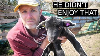 Tagging the Newborn Lambs | 100 Days of Farming Day 54