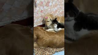 Cat's Playful Antics | Disturbing Dog's Nap! 😹🐶