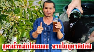 สูตรไล่แมลงจากใบยูคาลิปตัส