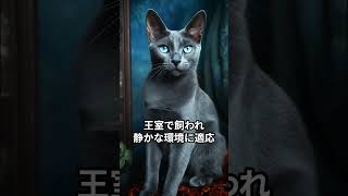 【人気の猫】穏やかな静寂の魔法! 大人しい物静かな猫ベスト10 #shorts #猫