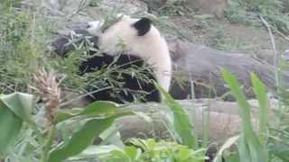 20150117 Yuan Zai @ TAIPEIZOO Lunch Time