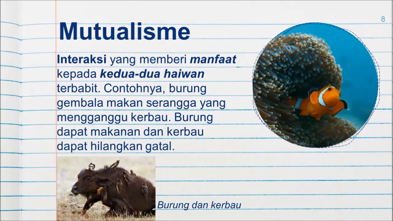 Interaksi Antara Hidupan - Sains Tahun 6 - YouTube