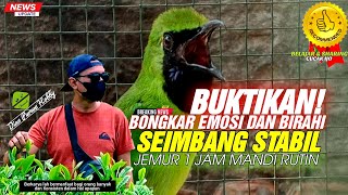 INI PENTING❗STABILKAN EMOSI DAN BIRAHI CUCAK IJO YG SUDAH MAPAN LOMBA AGAR SEIMBANG|| KICAUMANIA