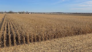 Last Day of Harvest! Bonus Corn Plot Video