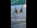 주꾸미낚시 에기비교 쌍포 쭈꾸미 short 4k 구독자 한명목표 webfoot octopus fishing compared to egibis double rod