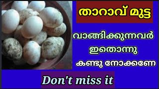 വിലക്കുറവിനു താറാവ് മുട്ട വാങ്ങിച്ചപ്പോൾ കിട്ടിയ പണി ആണ്, മുട്ട വാങ്ങിക്കുമ്പോൾ നോക്കി വാങ്ങണേ | Egg